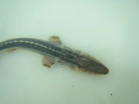 Image of Dwarf Sturgeon