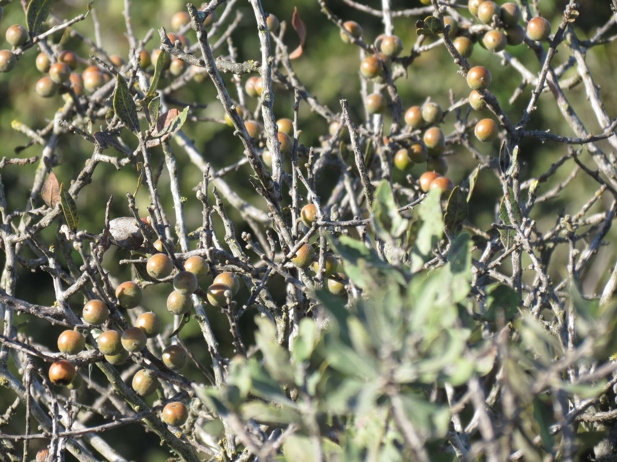 Sivun Euclea tomentosa E. Mey. ex A. DC. kuva