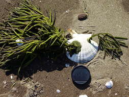 Image of New Zealand scallop