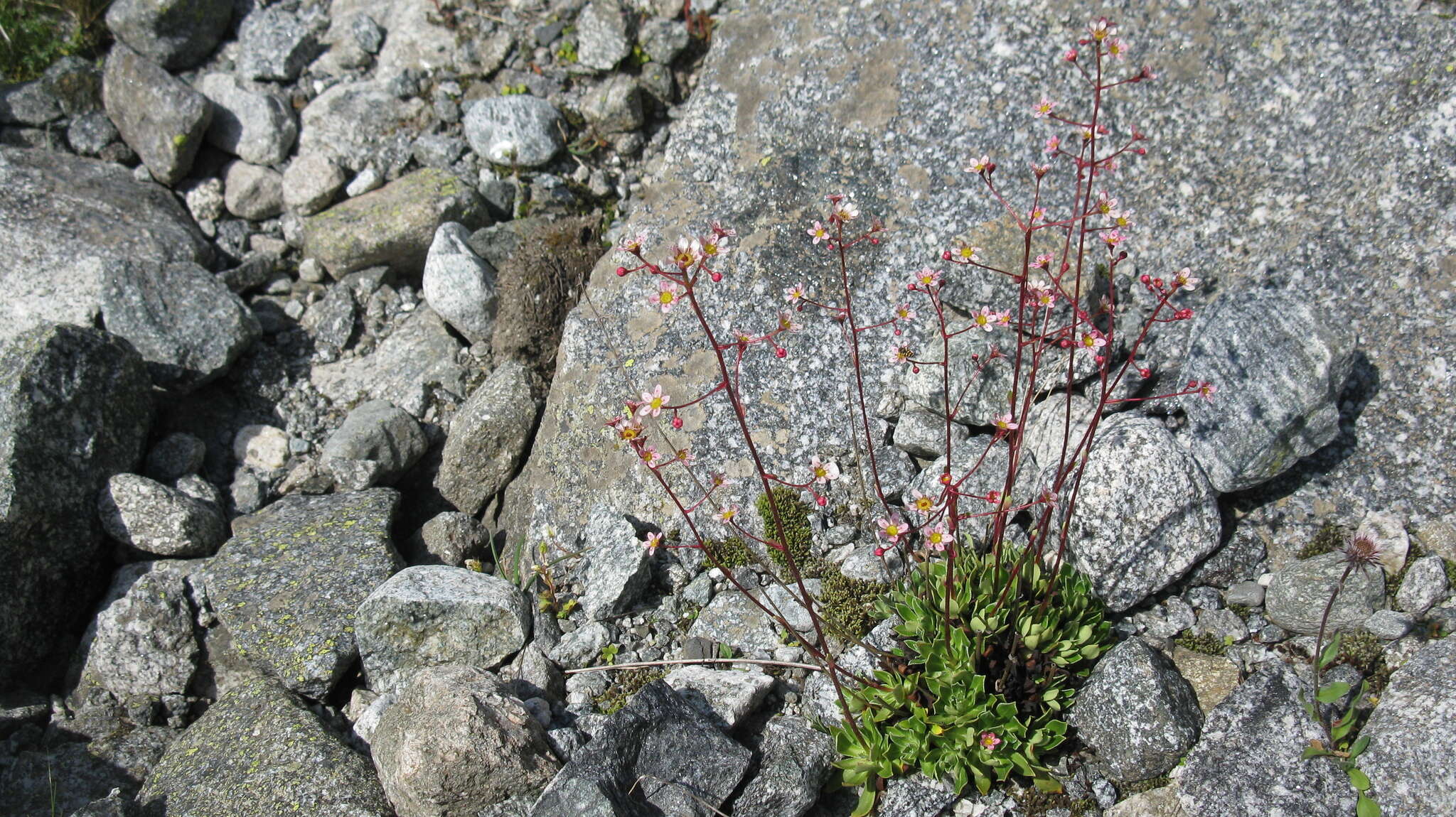 Image of Saxifraga kolenatiana Regel