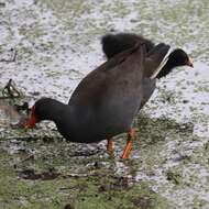 Gallinula tenebrosa tenebrosa Gould 1846 resmi