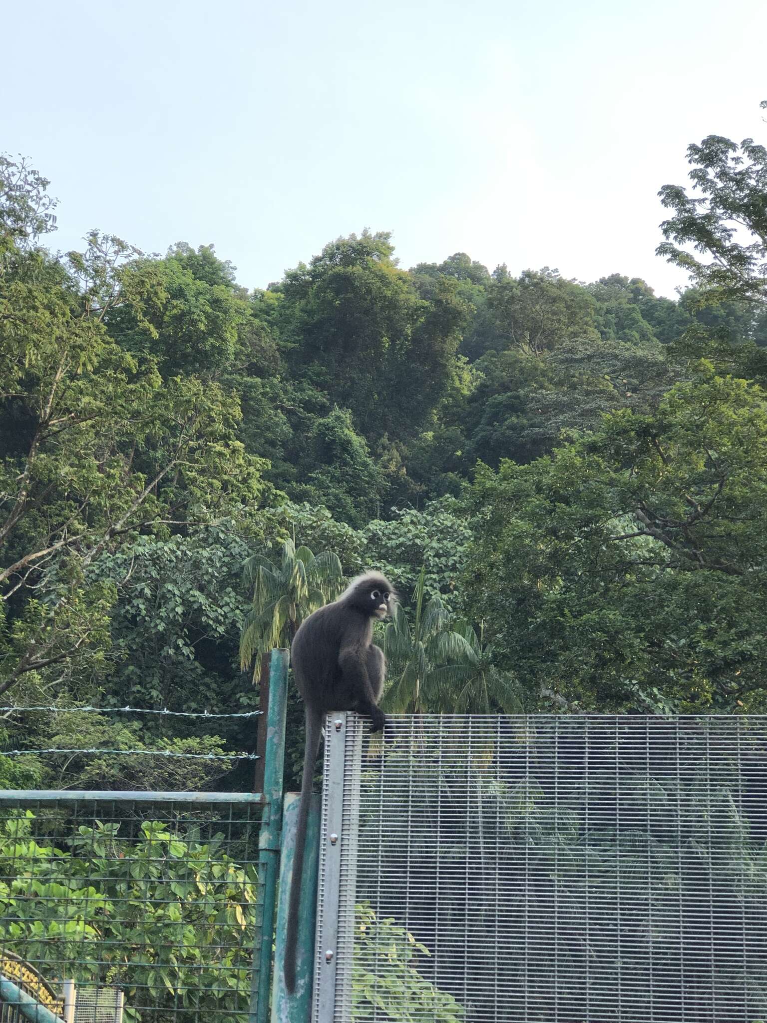 Image of Dusky Langur