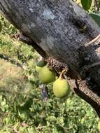 Image of Large-fruited fig