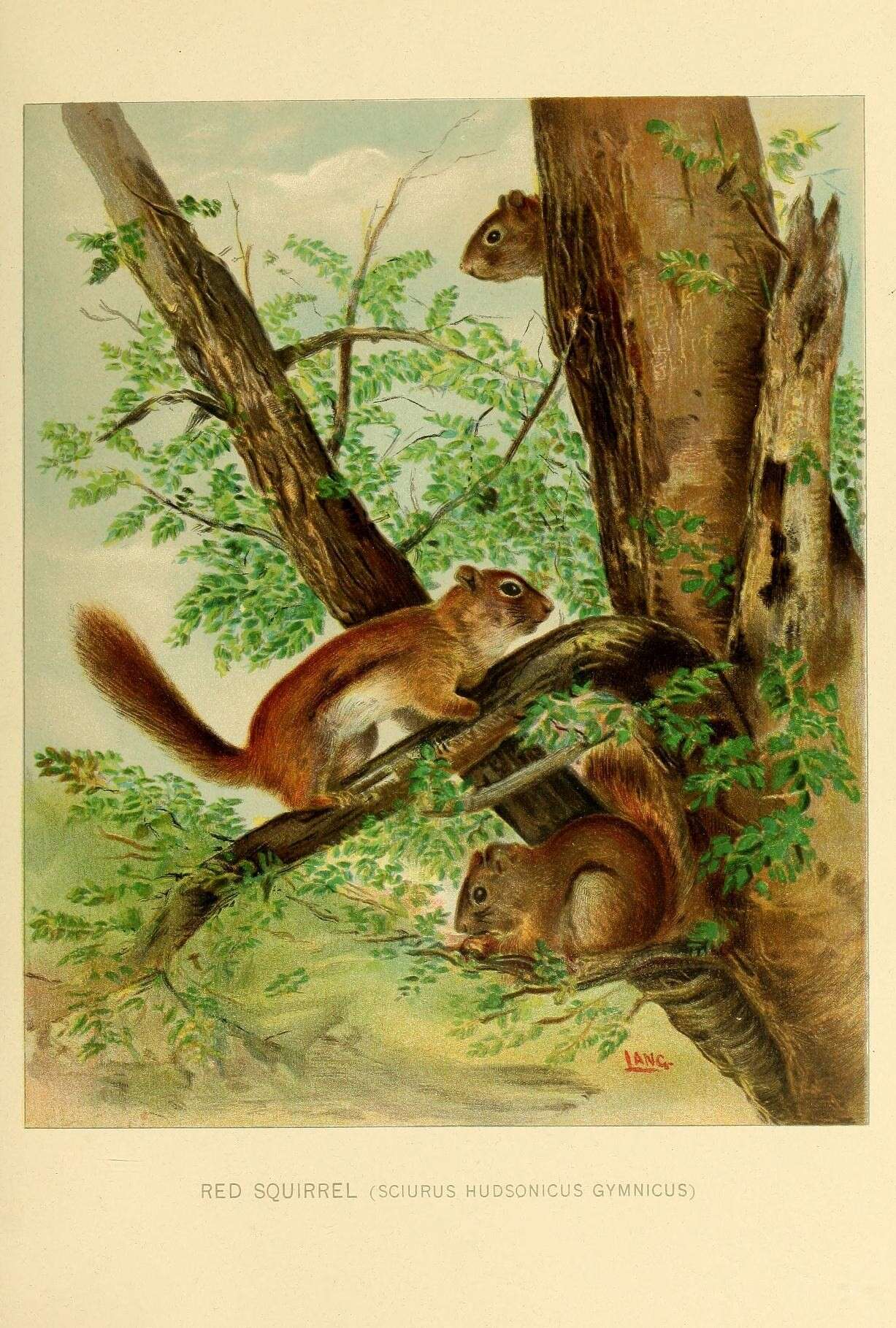 Image of pine squirrel