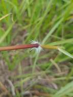 Sivun Sorghum leiocladum (Hack.) C. E. Hubb. kuva