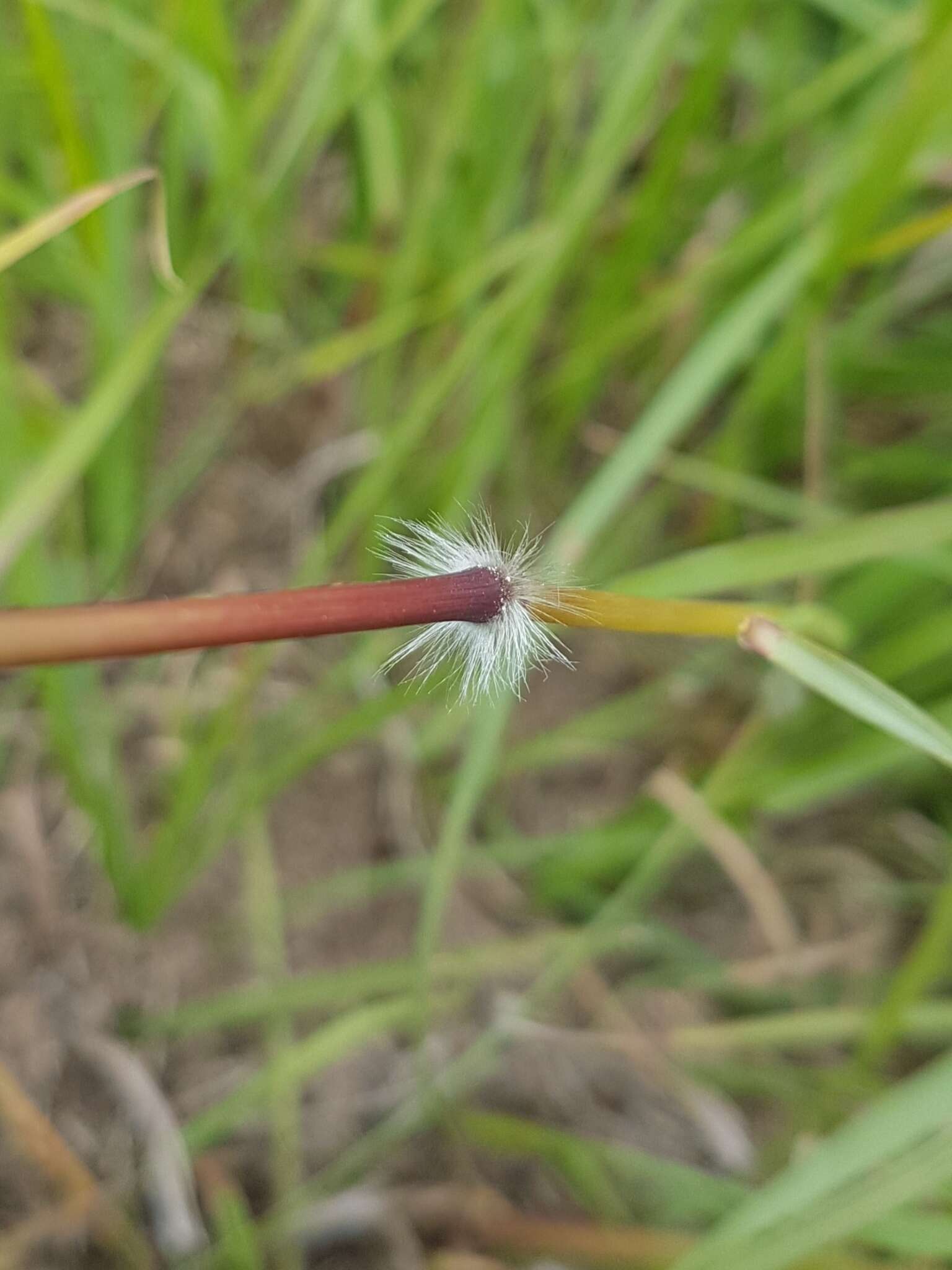 Sivun Sorghum leiocladum (Hack.) C. E. Hubb. kuva