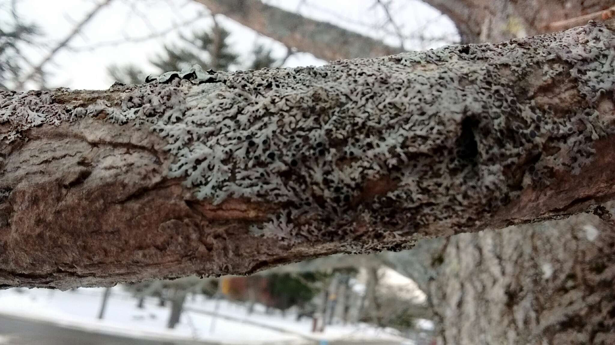 Image of rosette lichen