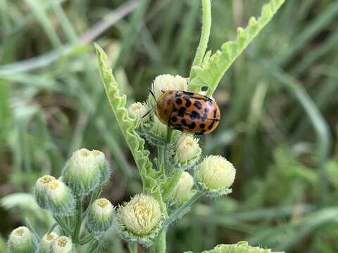 Image of Conchyloctenia punctata (Fabricius 1787)