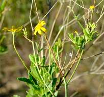 Image of Osteospermum grandiflorum DC.