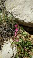 Image of Silene palaestina Boiss.