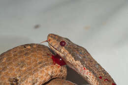 Image of Cuban Black-tailed Dwarf Boa