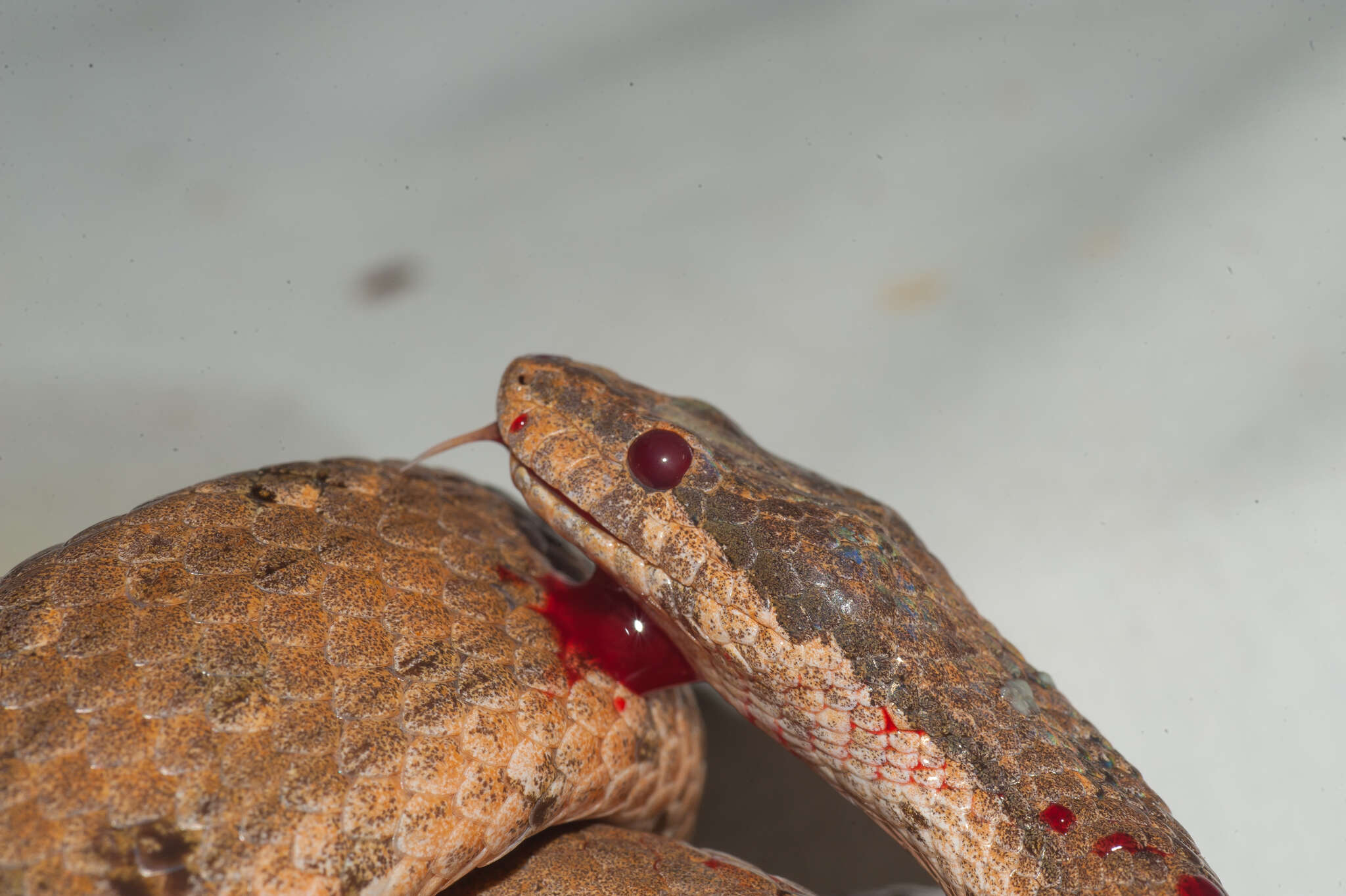 Tropidophis melanurus (Schlegel 1837) resmi