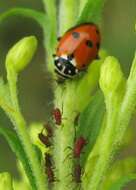 Image of Lady beetle