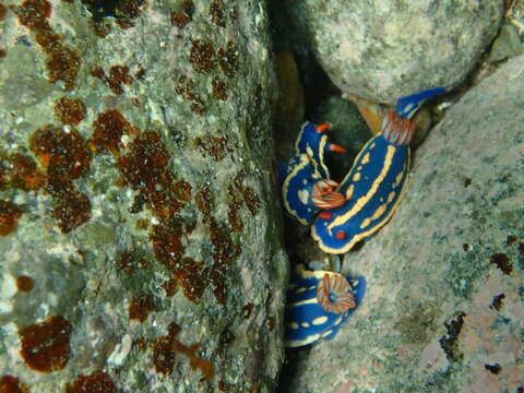 Image of Hypselodoris festiva (A. Adams 1861)