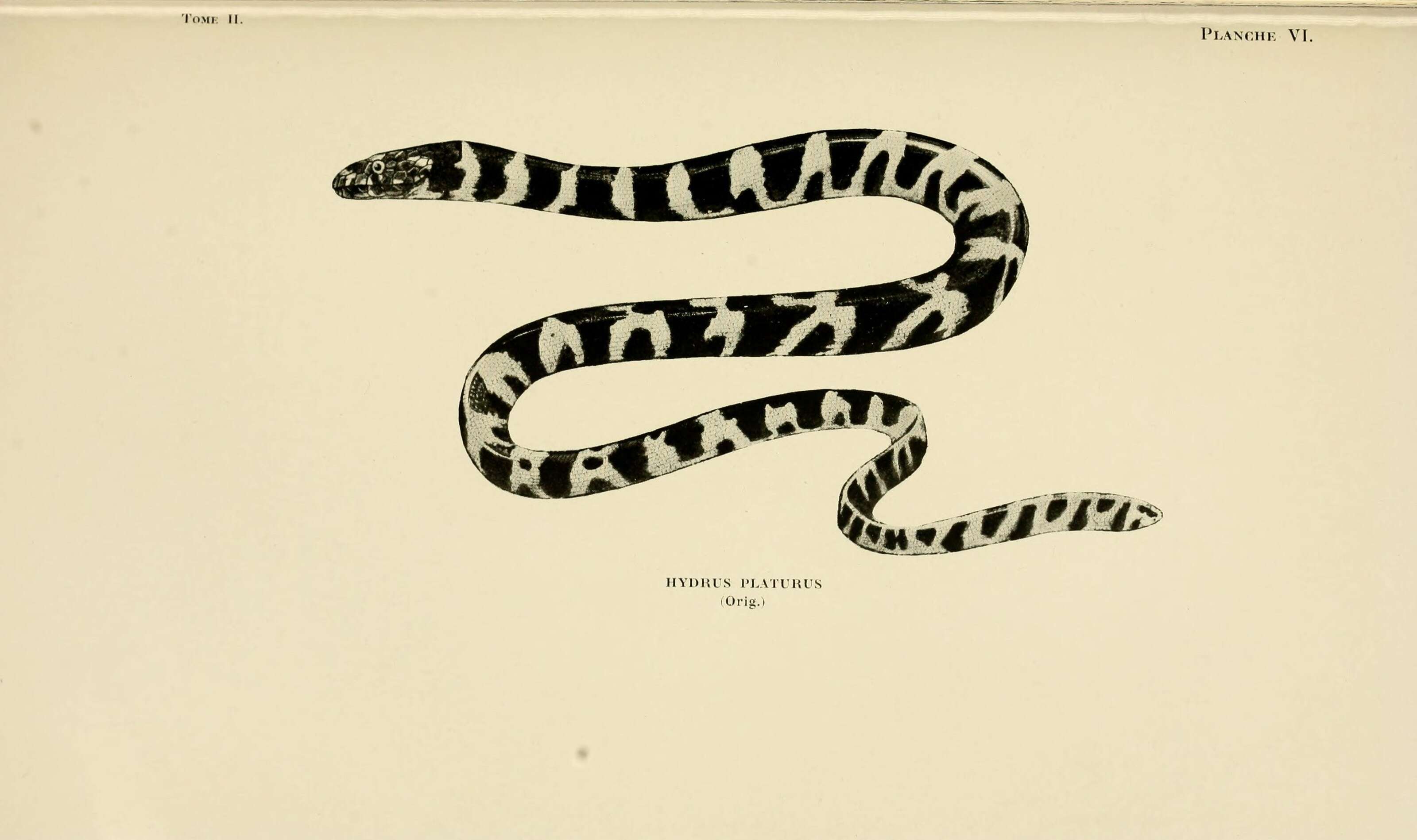 Image of Yellow-bellied sea snake