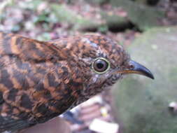 Image of Brush Cuckoo