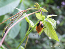 Image of <i>Oides palleata</i>