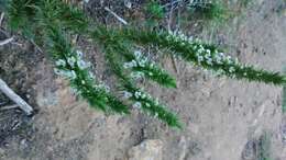 Image of Muraltia ononidifolia Eckl. & Zeyh.