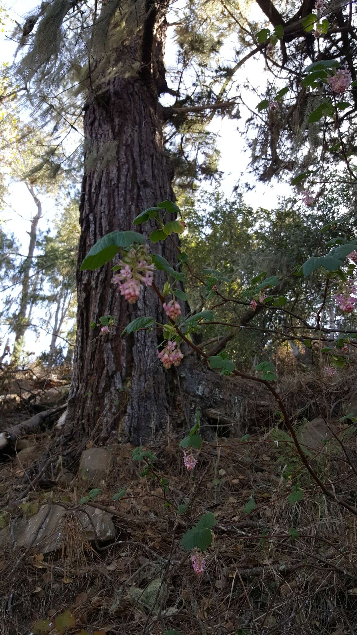 Plancia ëd Ribes malvaceum Sm.