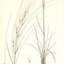 Image of silver feather grass