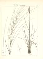 Image of silver feather grass