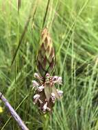 Image of Satyrium cristatum var. cristatum