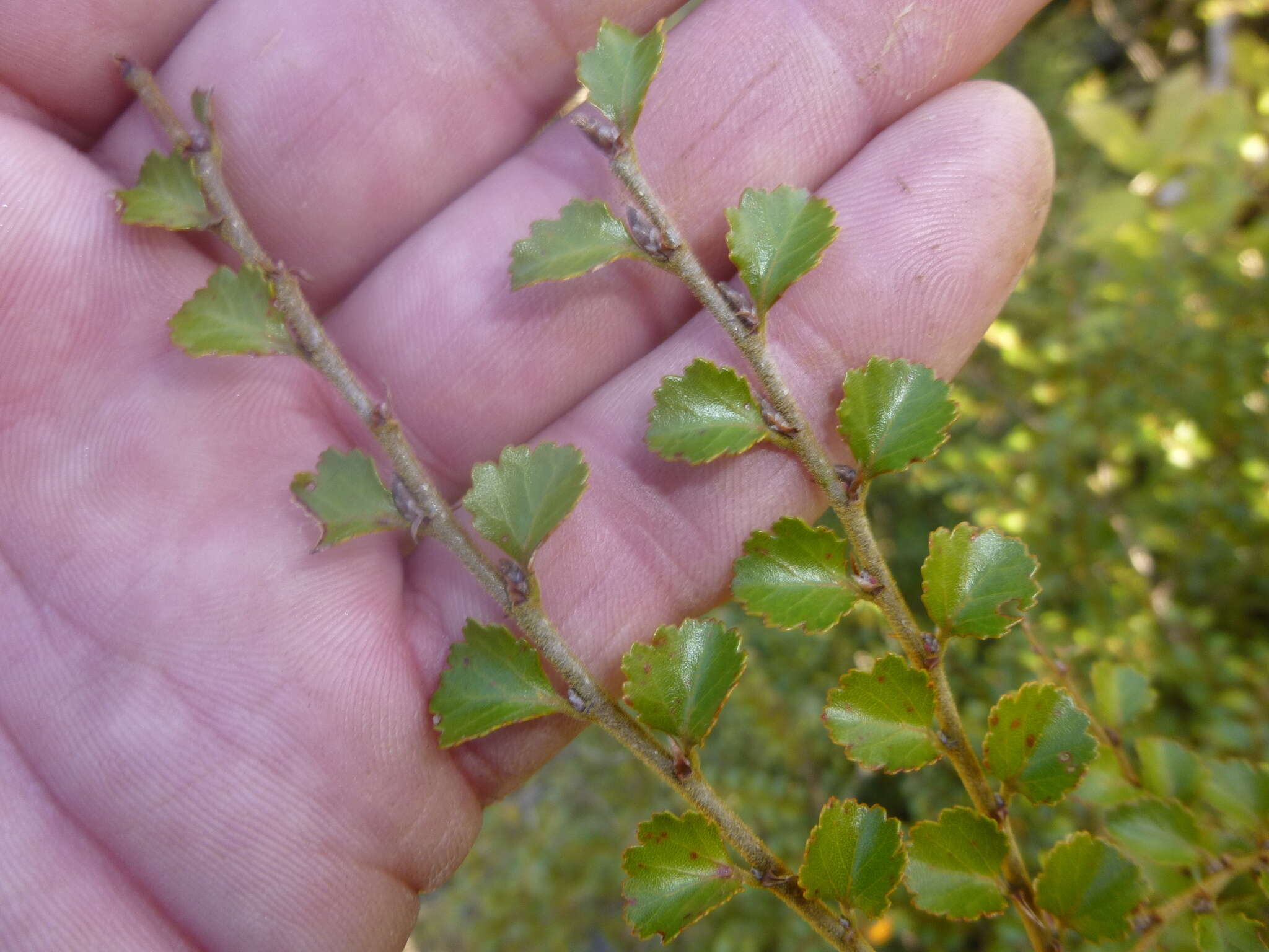 Imagem de Nothofagus menziesii (Hook. fil.) Oerst.