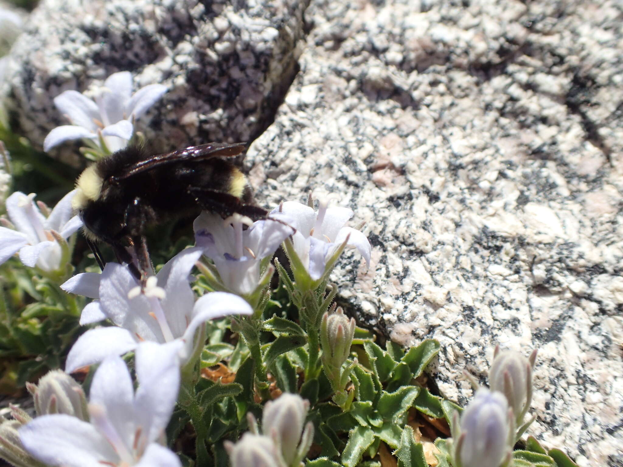 Image of Castle Crags bellflower