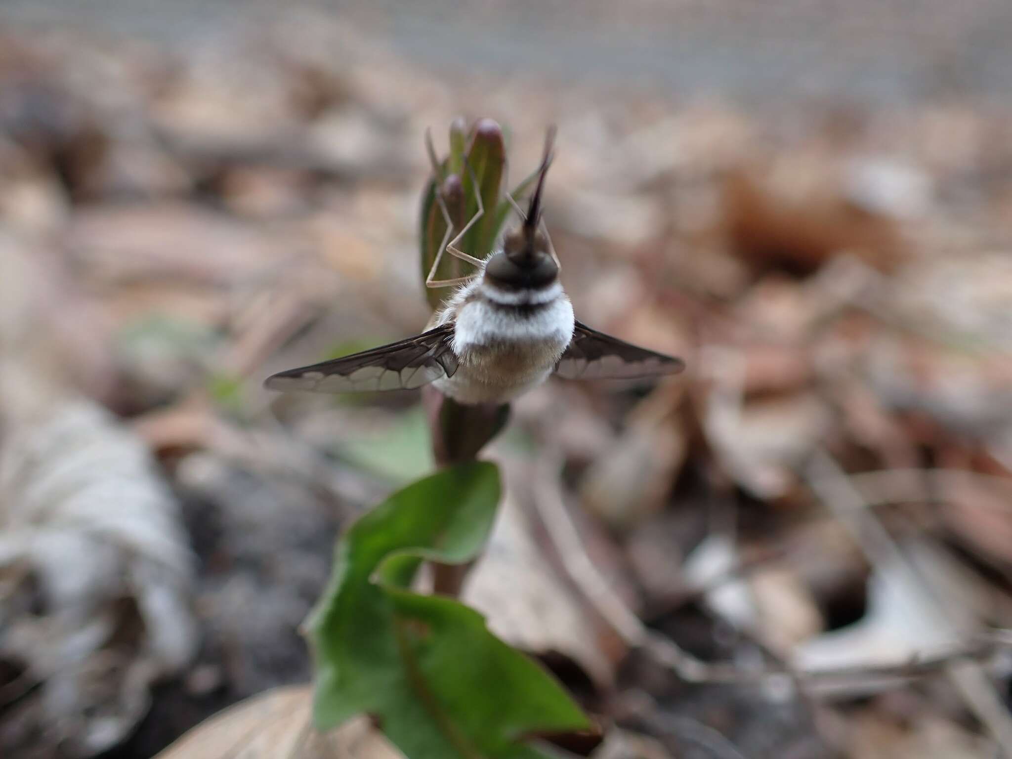 Image of Bombylius anthophilus Evenhius 1983