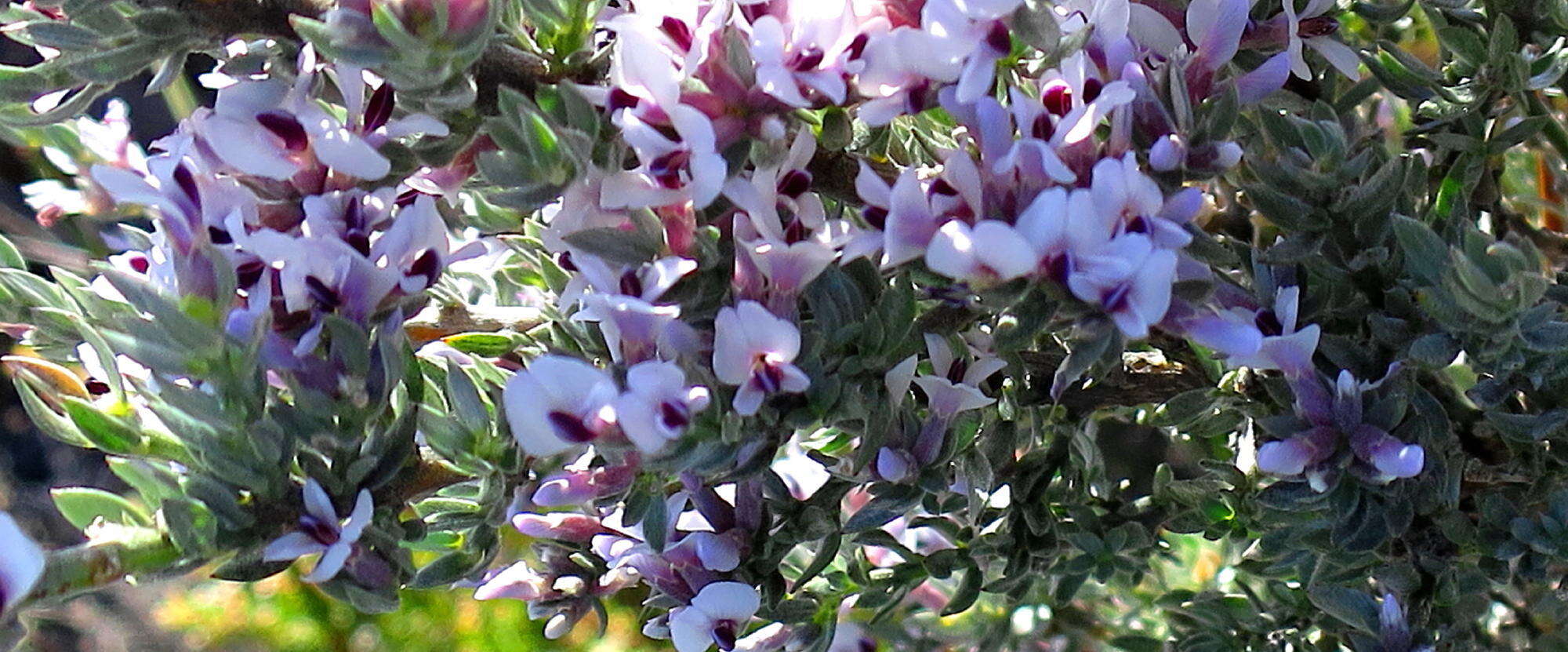 Plancia ëd Amphithalea violacea (E. Mey.) Benth.