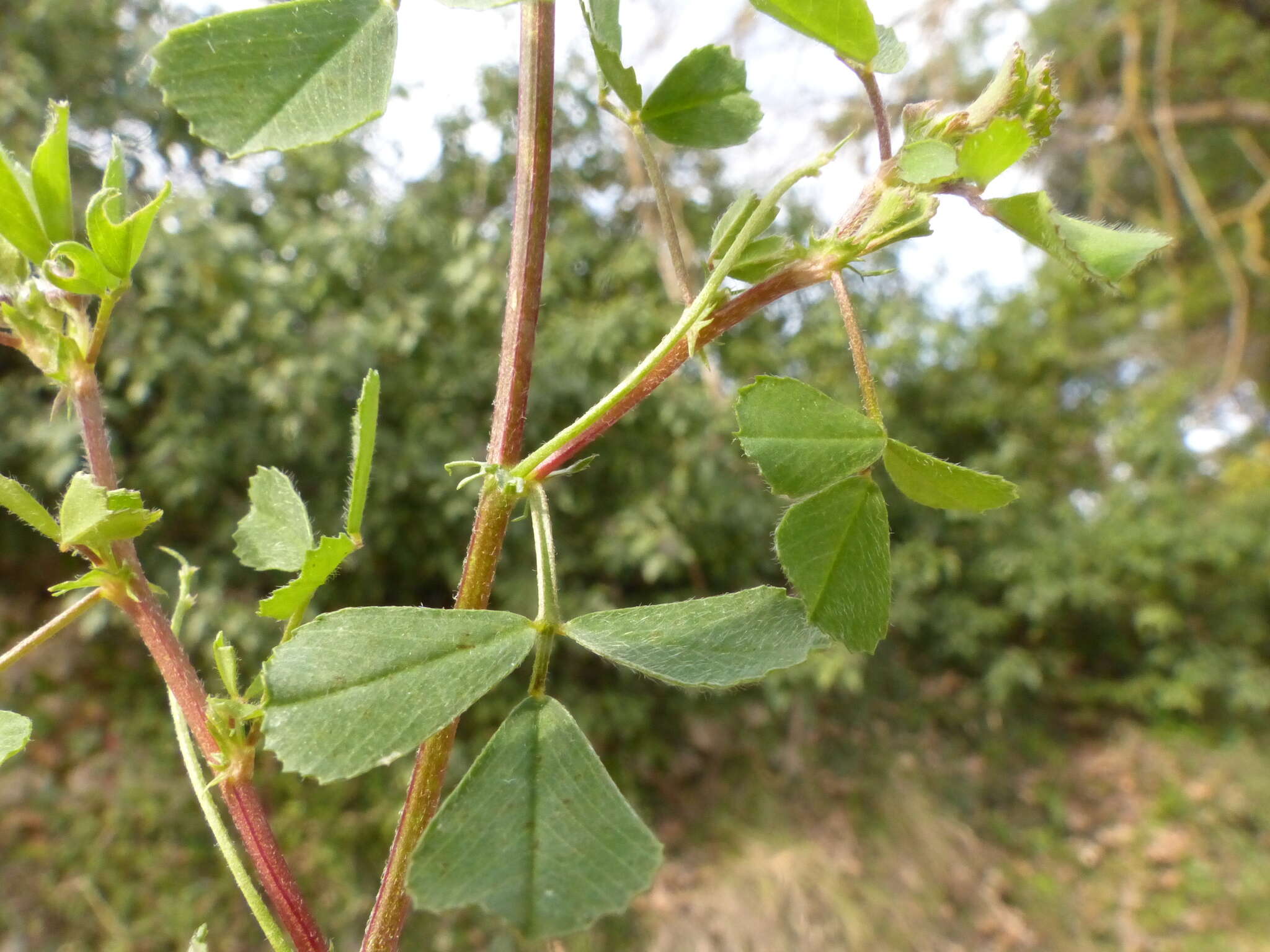 Image of Tifton burclover