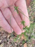 Cyperus gracilis R. Br.的圖片