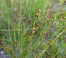 Image de Juncus castaneus subsp. castaneus