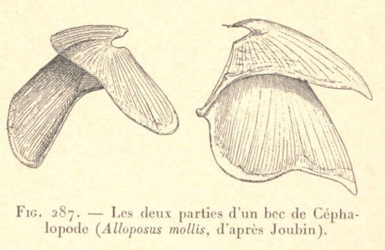 Image of Seven-arm octopus