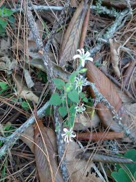 Image of Mexican Starwort