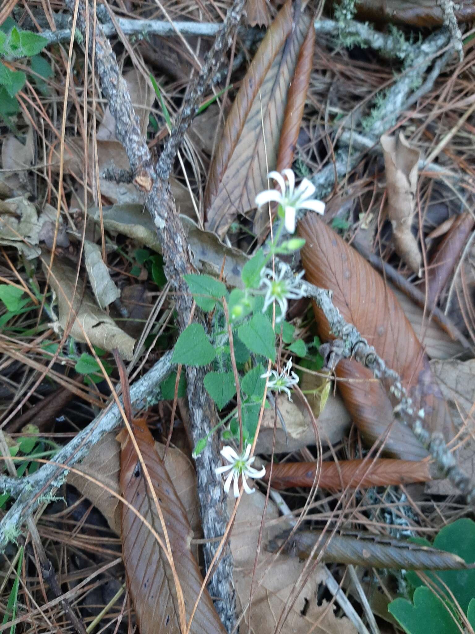 Imagem de Stellaria cuspidata Willd. ex Schltdl.