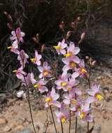 Image of Ixia scillaris subsp. toximontana Goldblatt & J. C. Manning