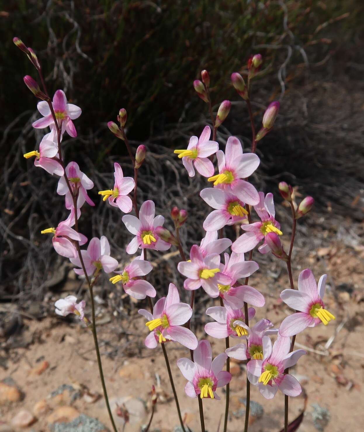 Image of Ixia scillaris subsp. toximontana Goldblatt & J. C. Manning