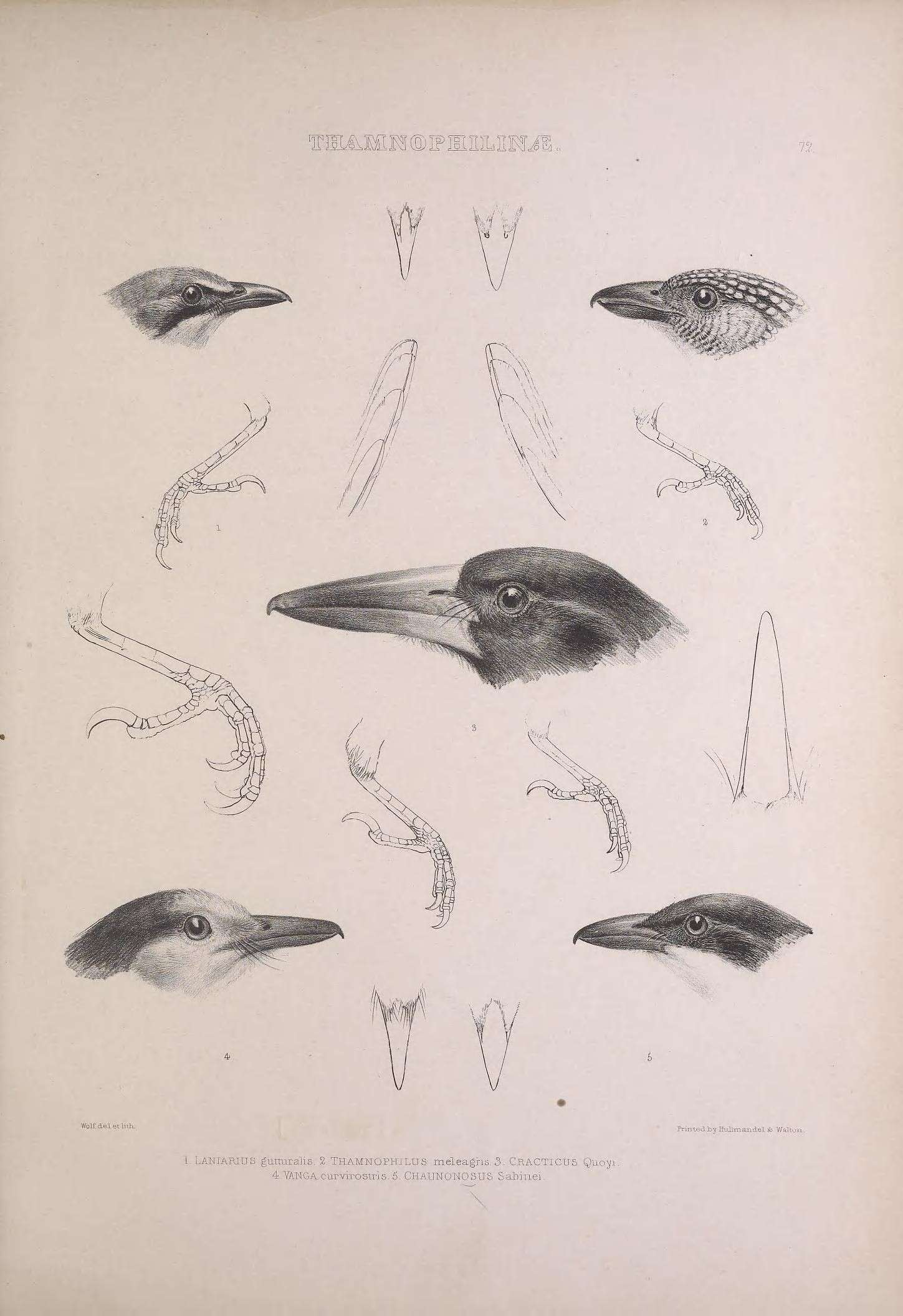 Telophorus zeylonus (Linnaeus 1766)的圖片