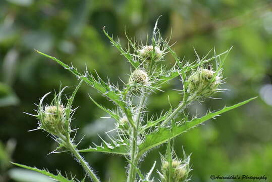 Cirsium falconeri (Hook. fil.) Petr. resmi