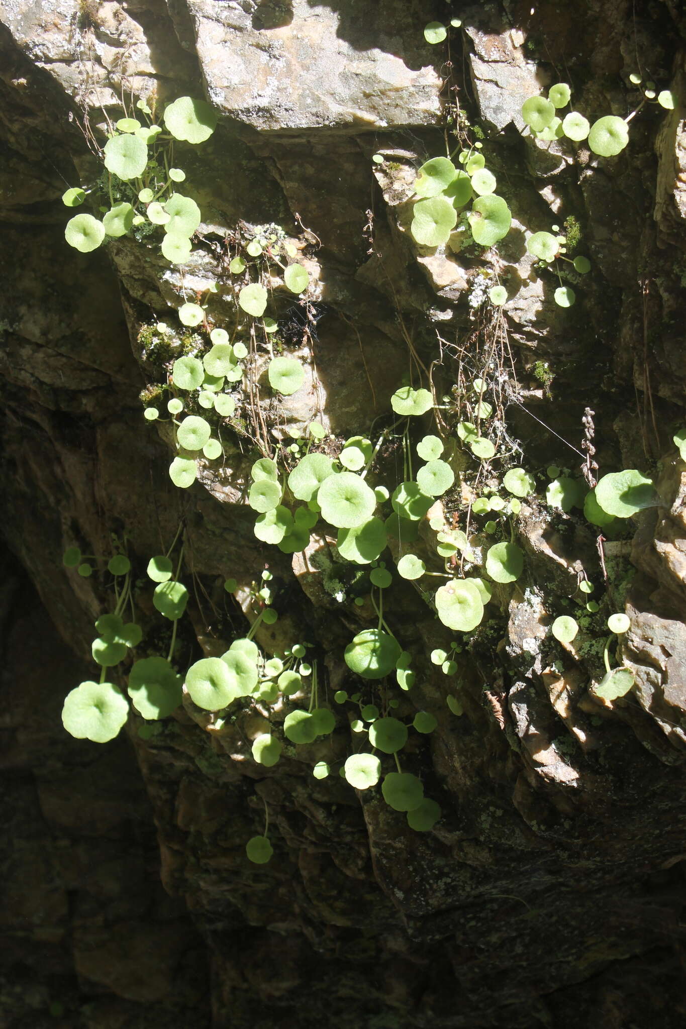 Imagem de Umbilicus rupestris (Salisb.) Dandy