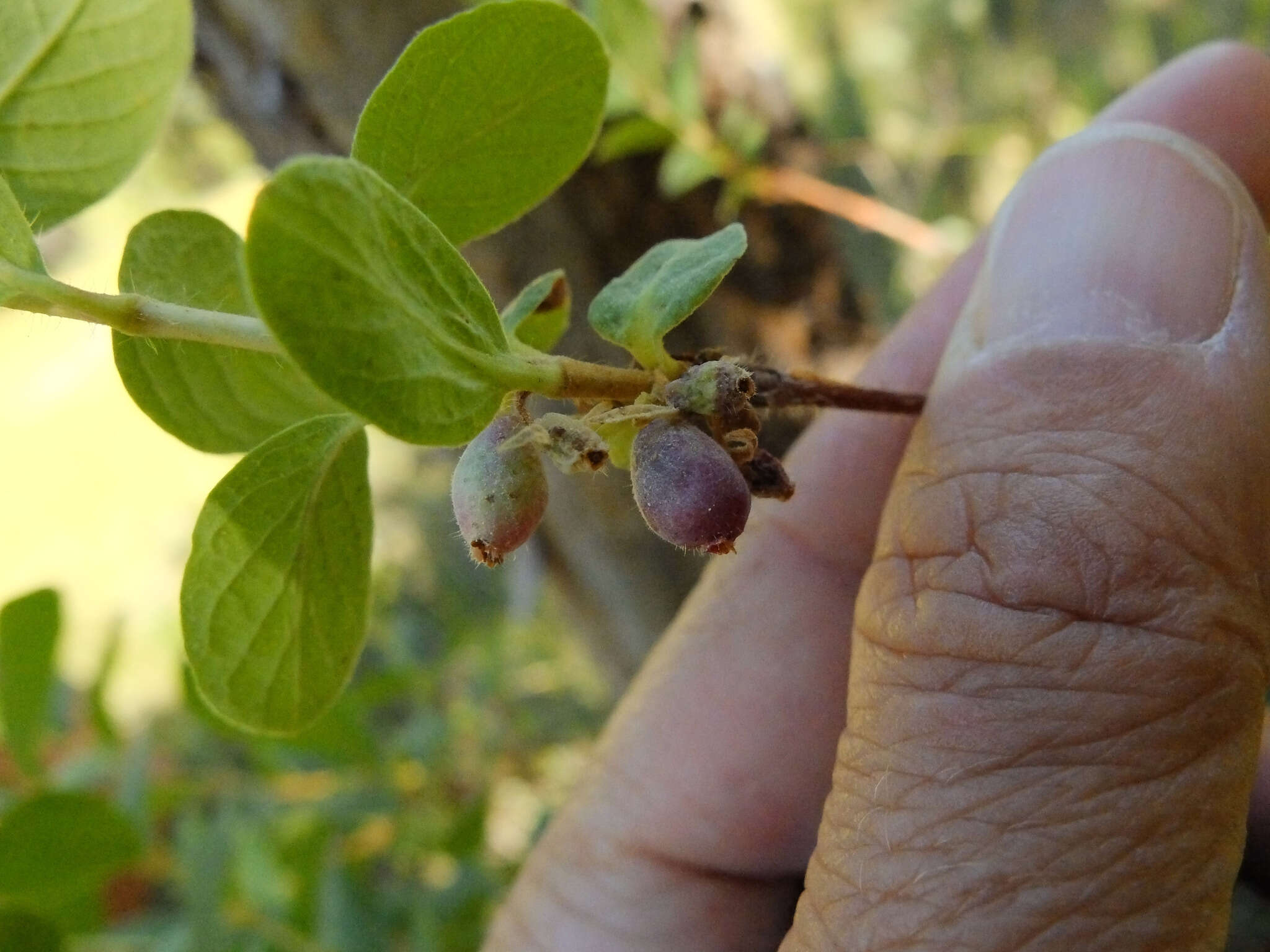 Imagem de Lonicera caerulea var. cauriana (Fern.) Boivin