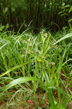 Imagem de Scirpus microcarpus J. Presl & C. Presl