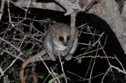 Image of Gray-brown Mouse Lemur