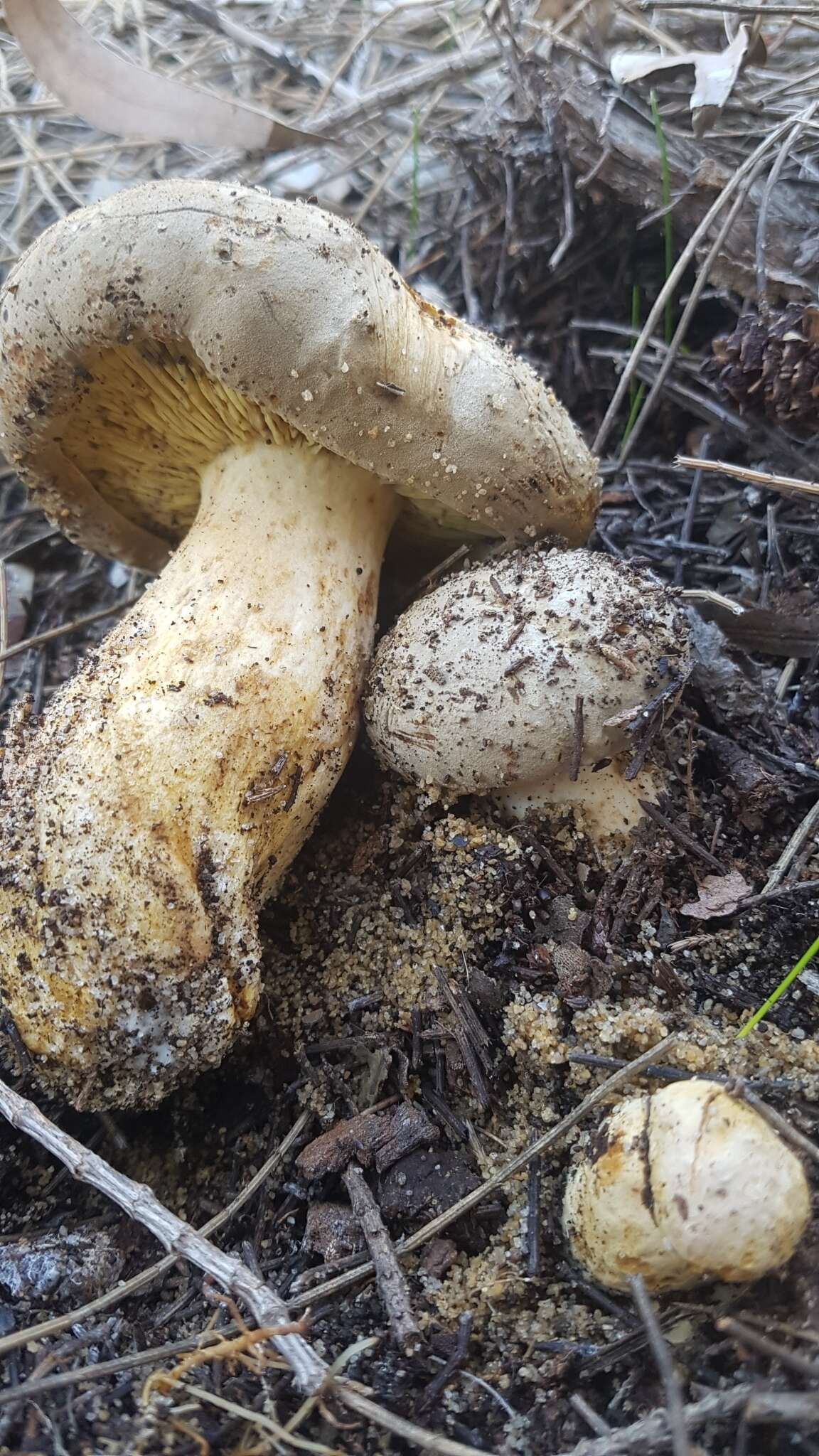 Phylloporus clelandii Watling 1991的圖片