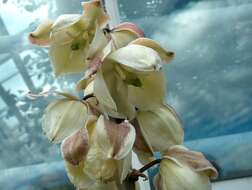 Sivun Yucca glauca Nutt. kuva