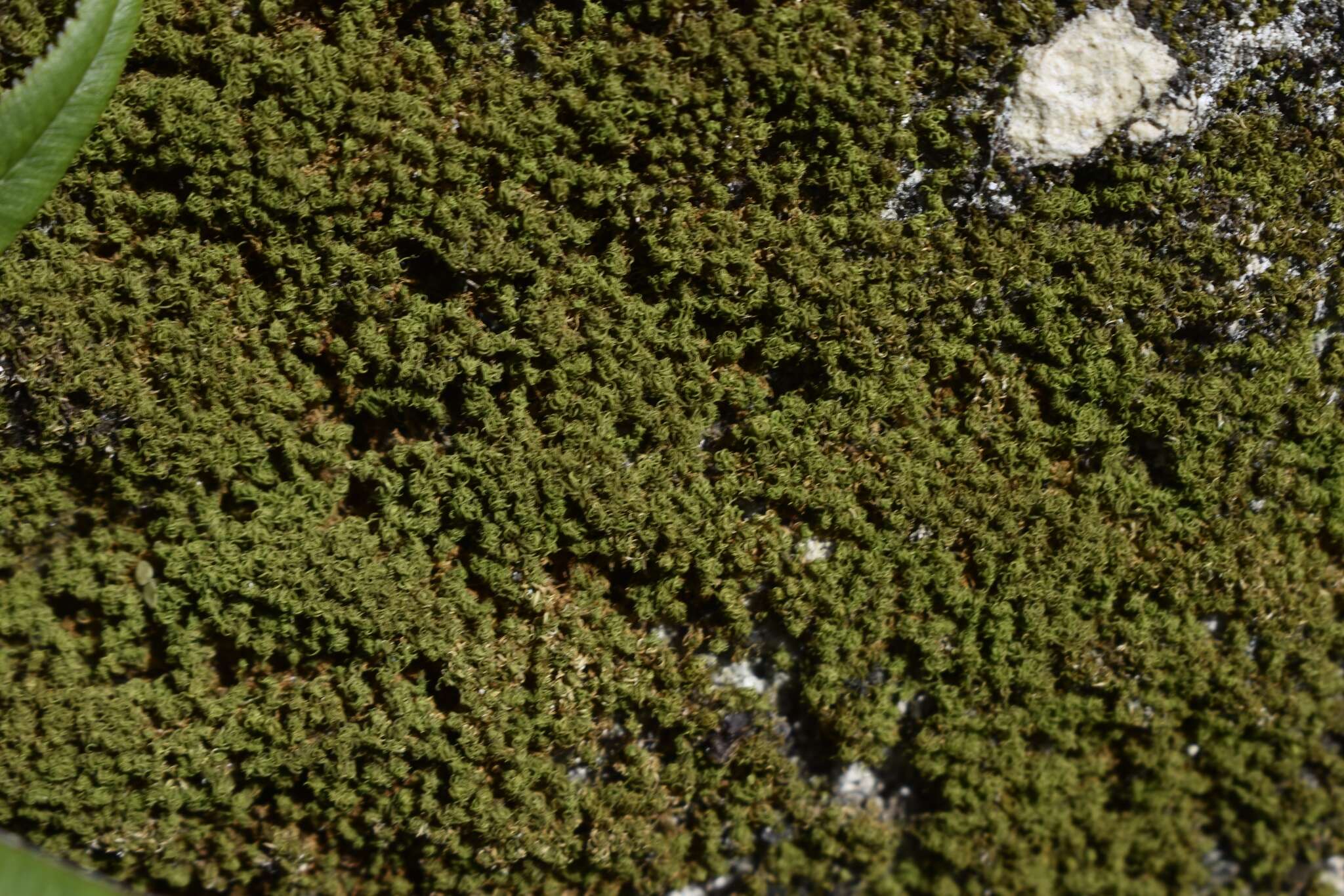 Image of Jamaican weissia moss