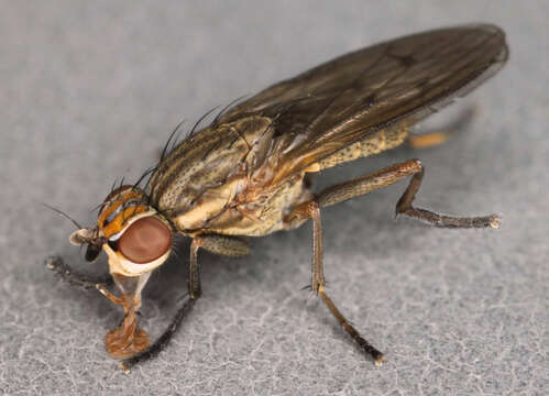 Image de Pherbellia cinerella (Fallen 1820)