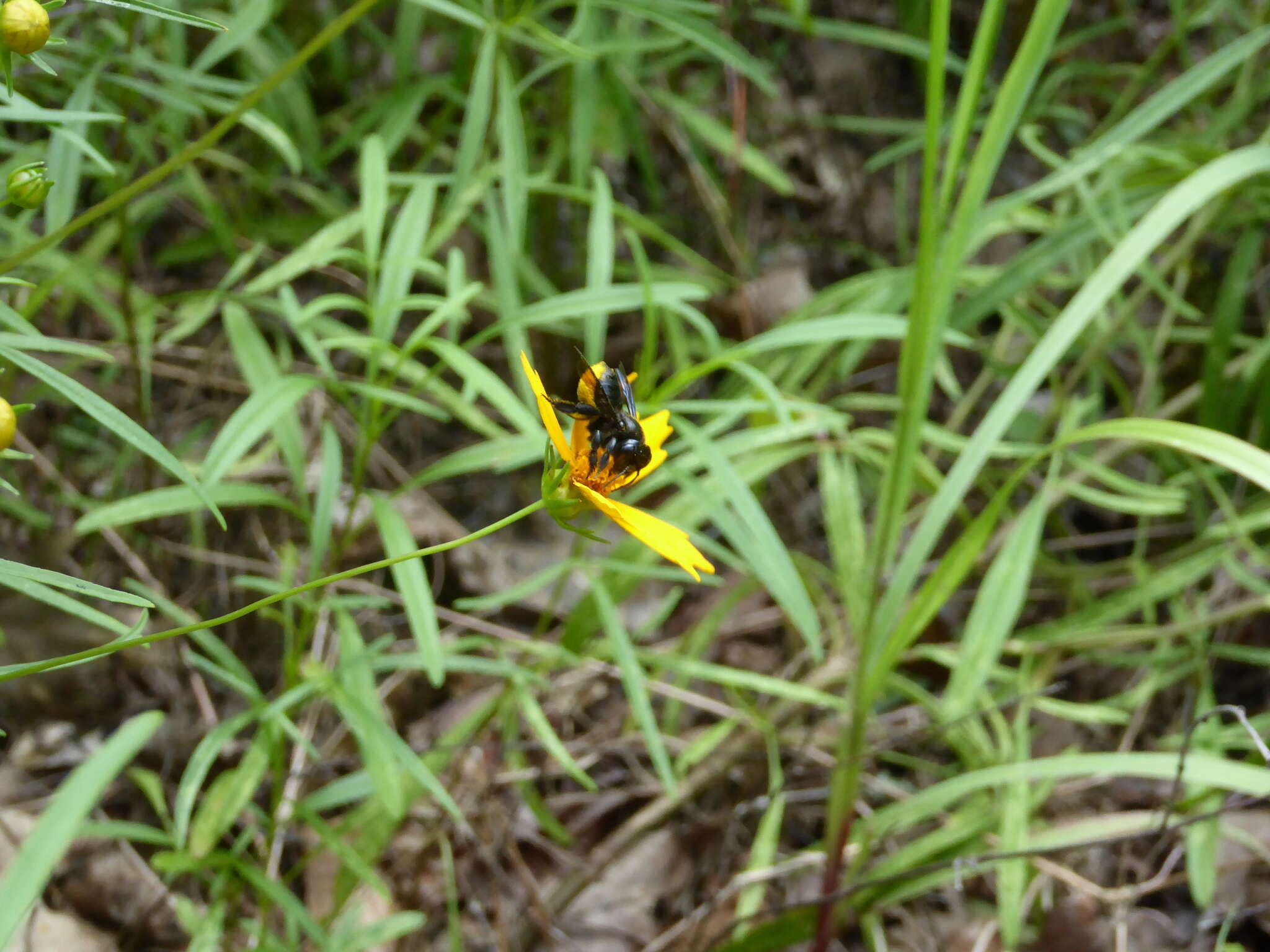 Image of Carpenter-mimic Leaf-cutter Bee
