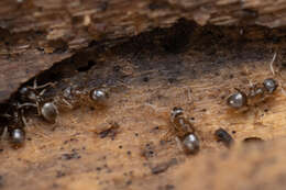 Image of Lasius americanus